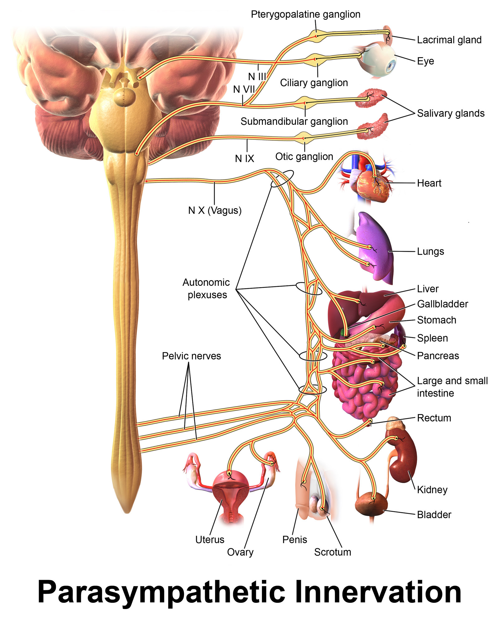Sympathetic vs parasympathetic nervous systems (2)