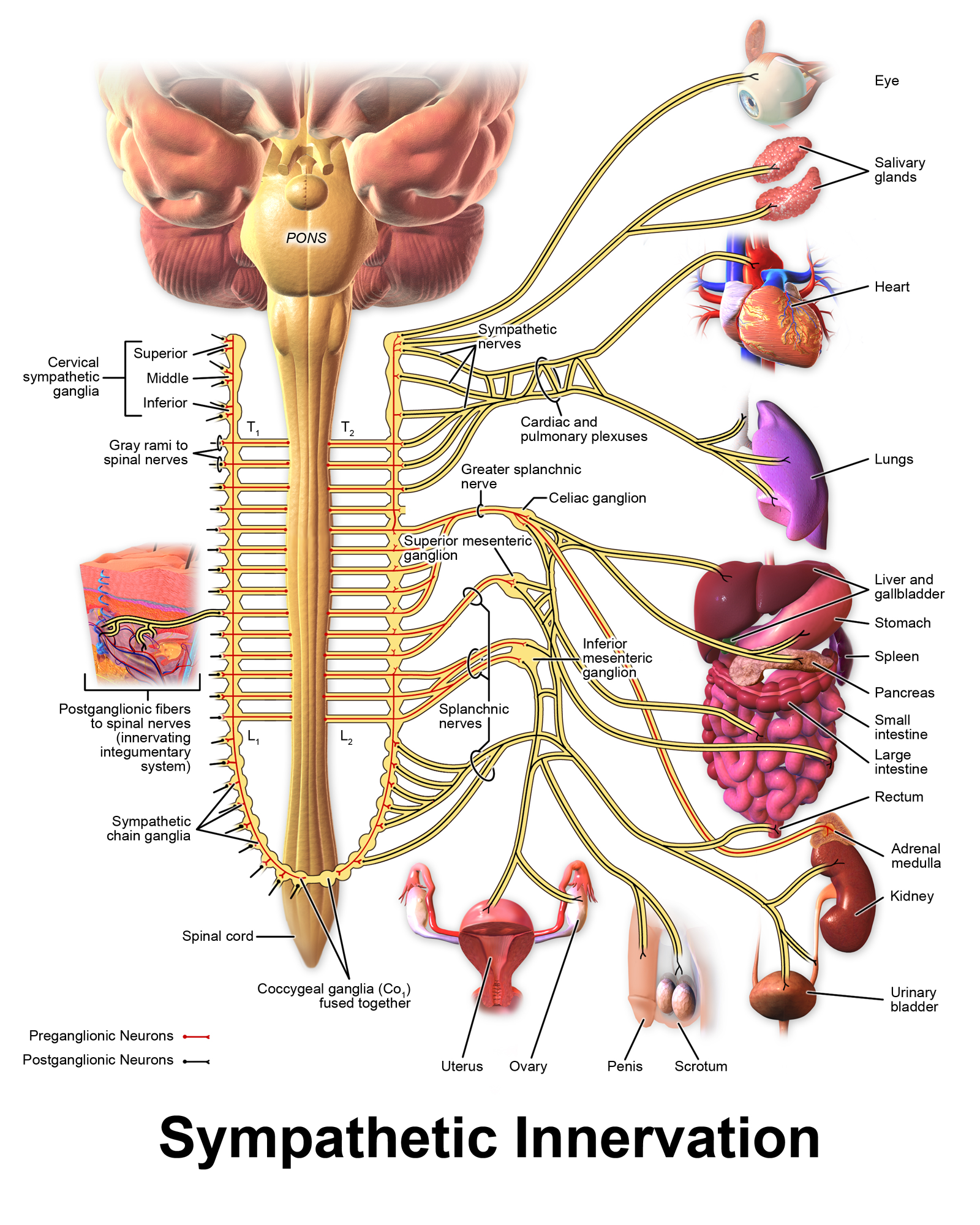 Sympathetic vs parasympathetic nervous systems (1)